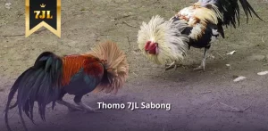 Thomo 7JL Sabong