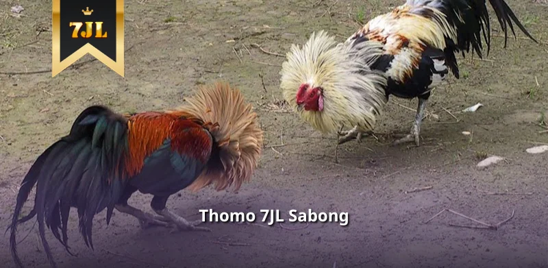 Thomo 7JL Sabong