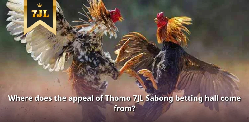 Where does the appeal of Thomo 7JL Sabong betting hall come from?